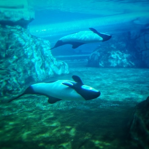 Comerson Dolphins